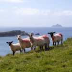 Ring of Kerry Highlights Day Tour