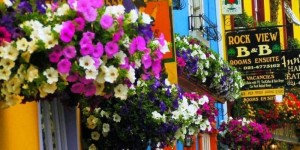 Pretty flowers in Kinsale