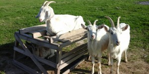 Donemark Rise B&B Goats